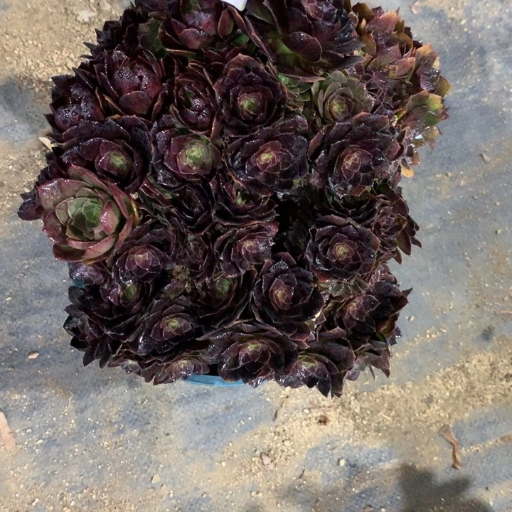 1436赤炎链多肉植物