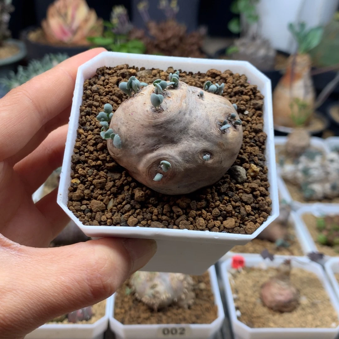 产地格加厚敦菊带盆