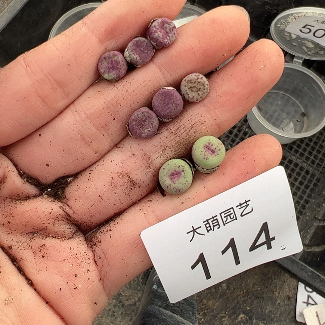 一物一拍脱土发无售后。114