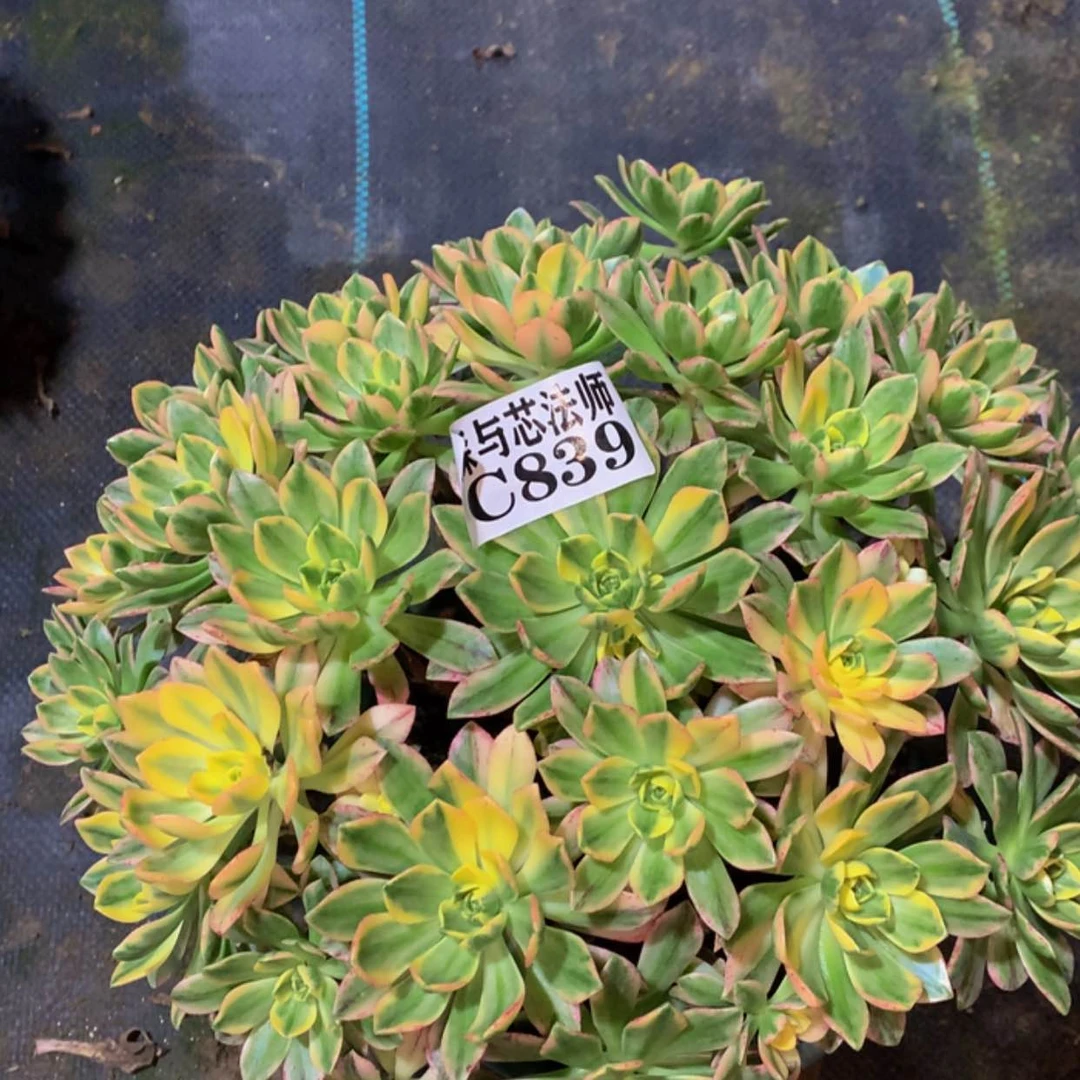 【闪购商品】839甜茶