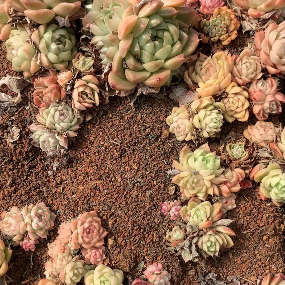 【闪购商品】云773