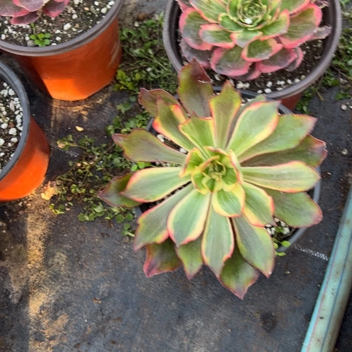 多肉植物魅影➕纳福