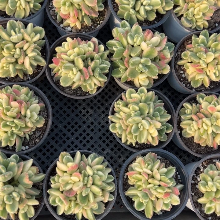 白熊有砍9cm一颗量拍多肉满20包邮下午发