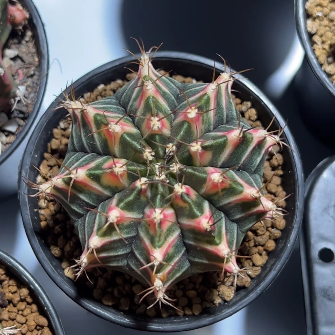 实生米哈锦带盆土发货8