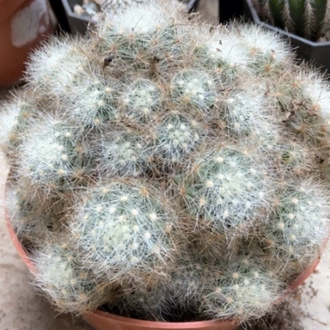 芳香丸仙人球15米仙人球