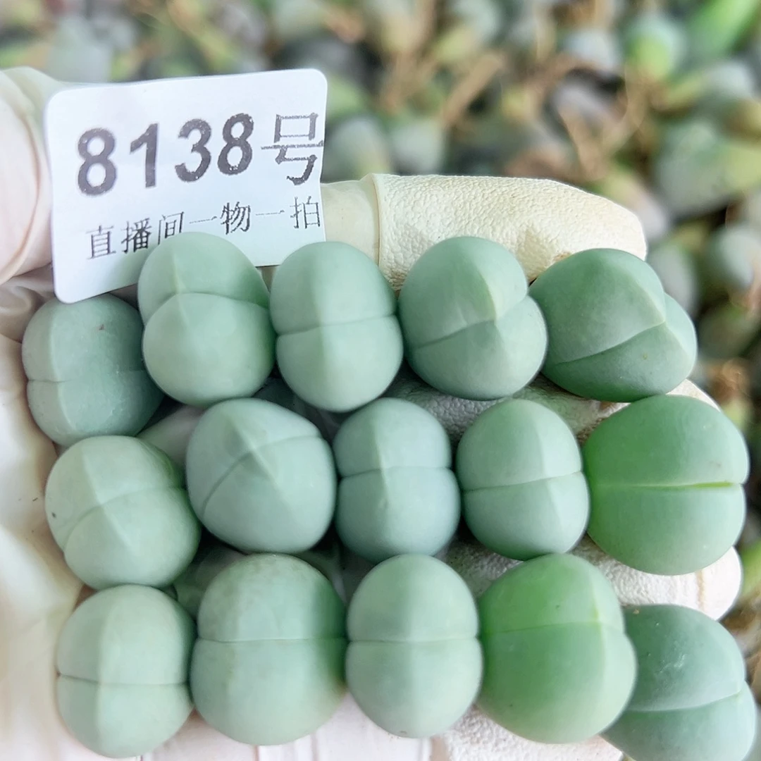 8138 好养易活生石花大母本15个