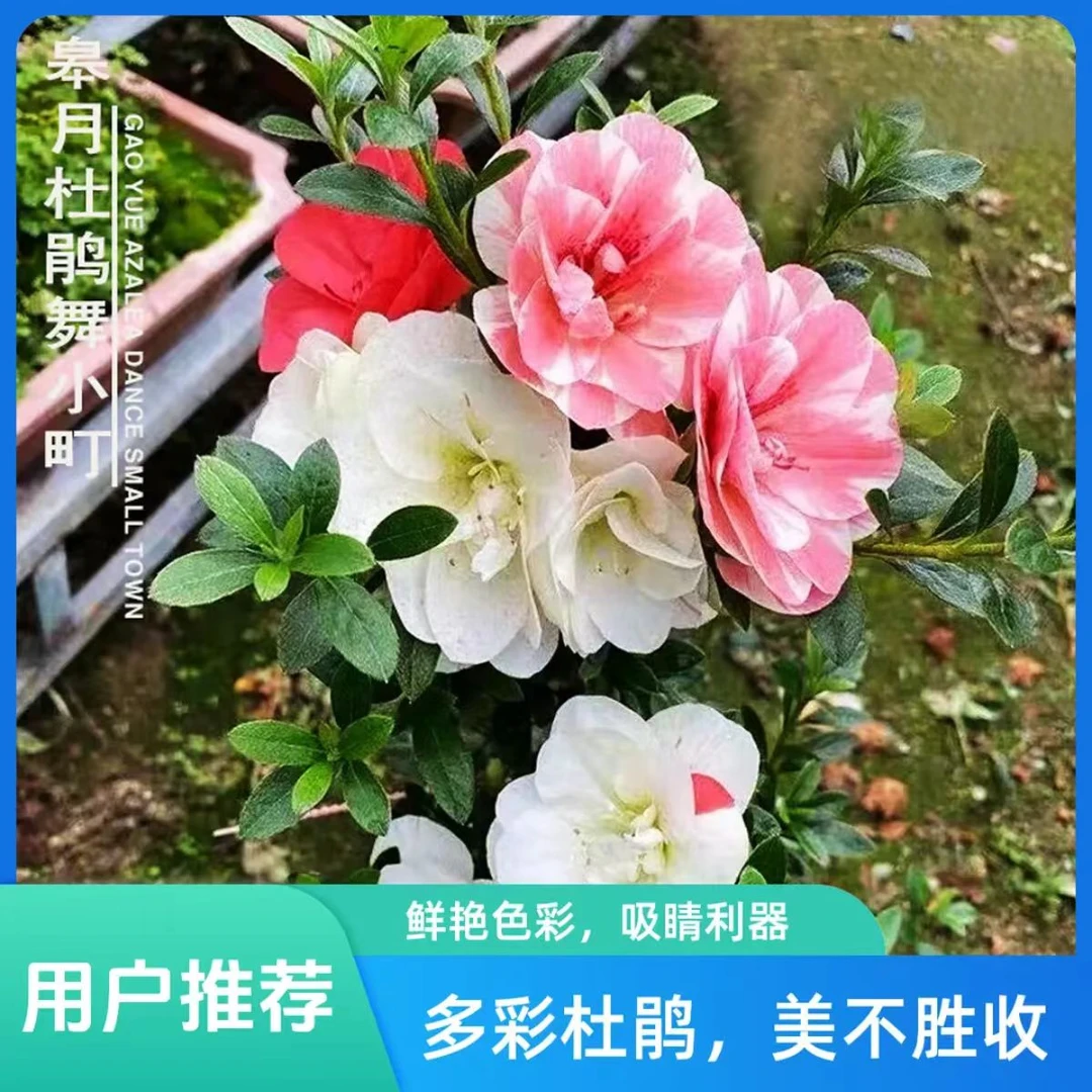 《舞小町》皋月杜鹃盆栽原盆原土发货