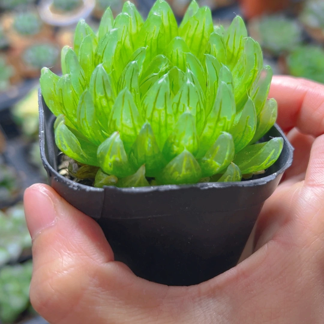 喜****樱变女神玉露多肉