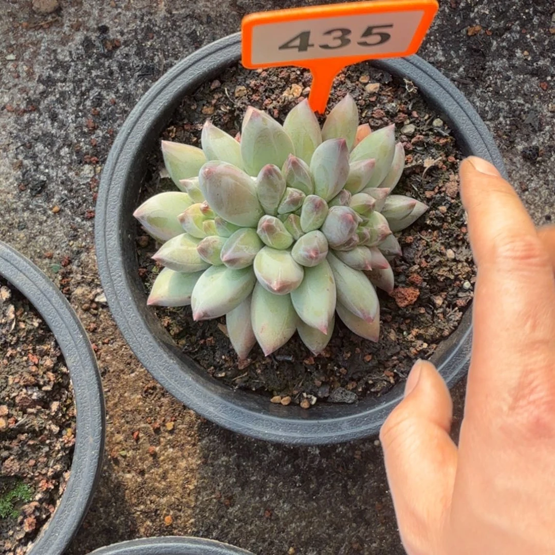 多肉植物重楼群435