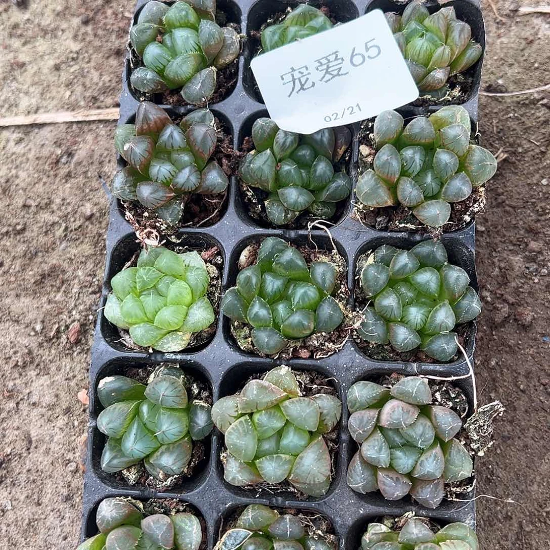 直播福利一物一拍65
