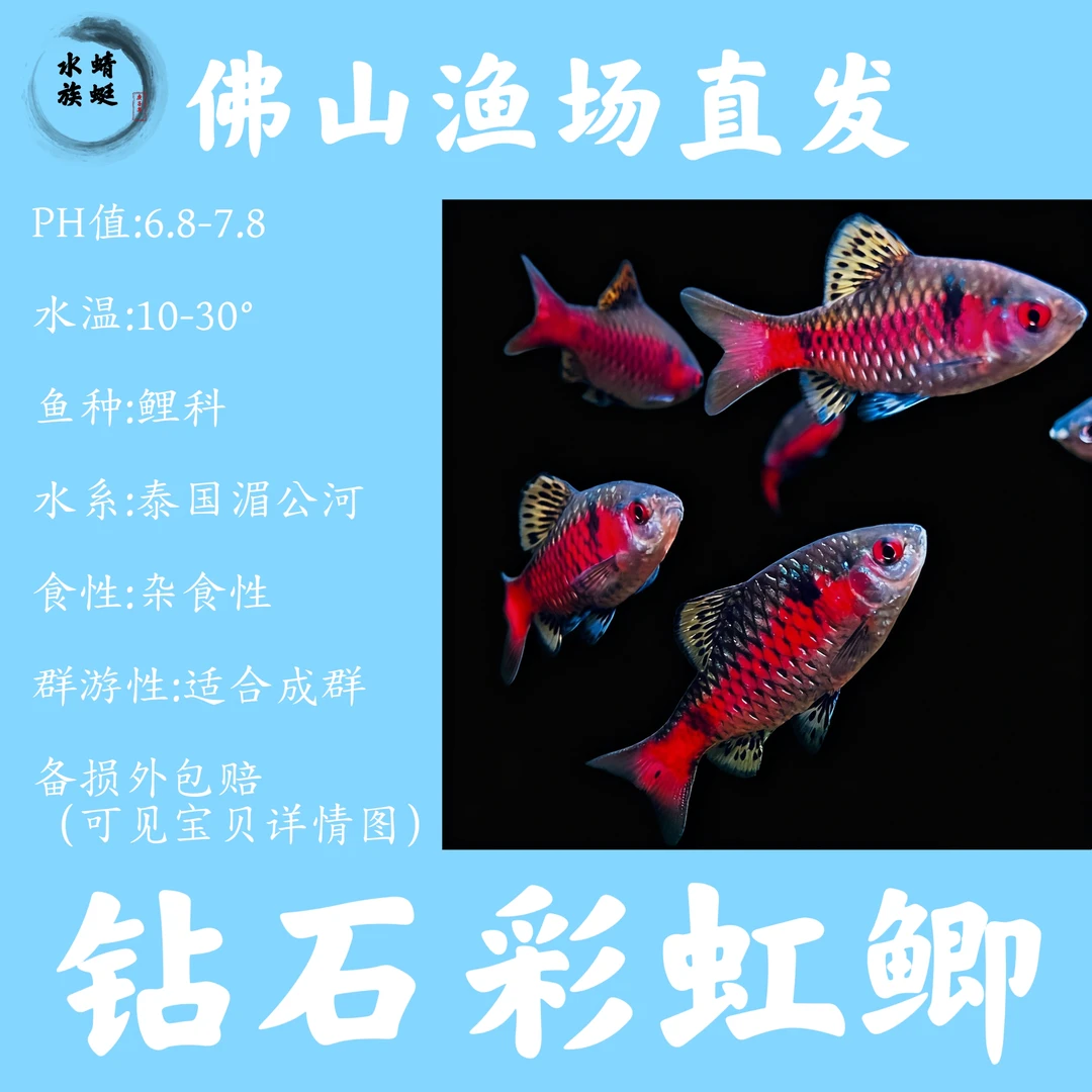 【钻石彩虹鲫公鱼】冷水耐寒原生观赏鱼无需加温群游好养新手活体