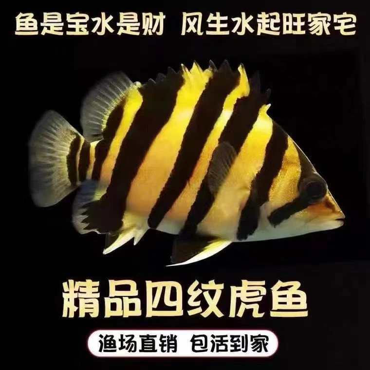 虎鱼观赏鱼 新疆包邮淡水鱼小型热带鱼大型冷水鱼好养鱼粮