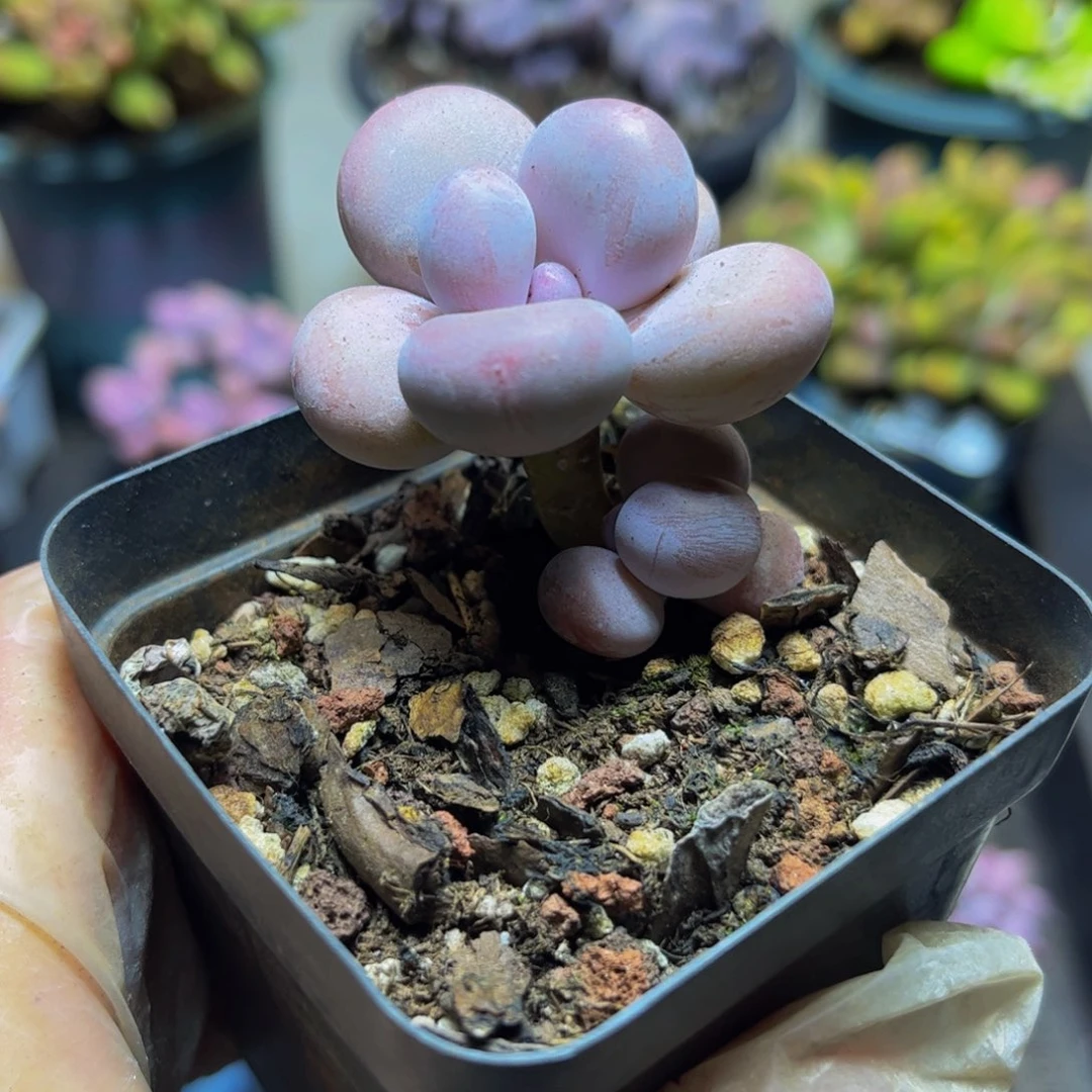 180蛋黄奶酪4厘米多肉