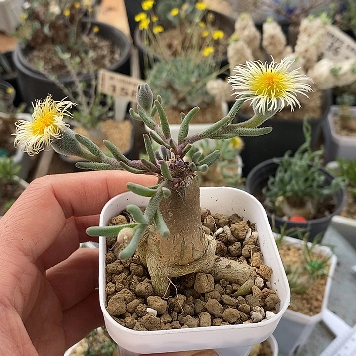 931淡清霜一一一一一一一