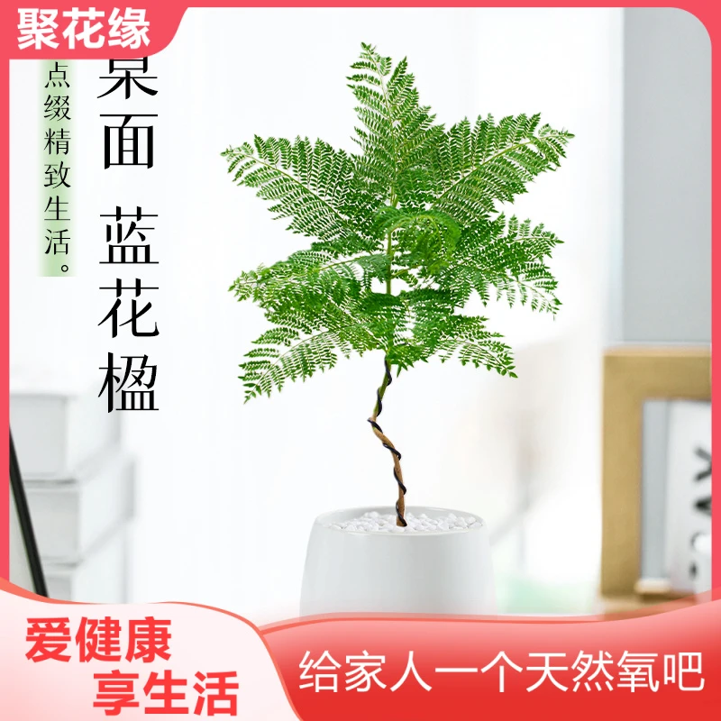 蓝花楹绿植桌面植物盆栽网红清新北欧氛围感室内客厅绿植四季好养