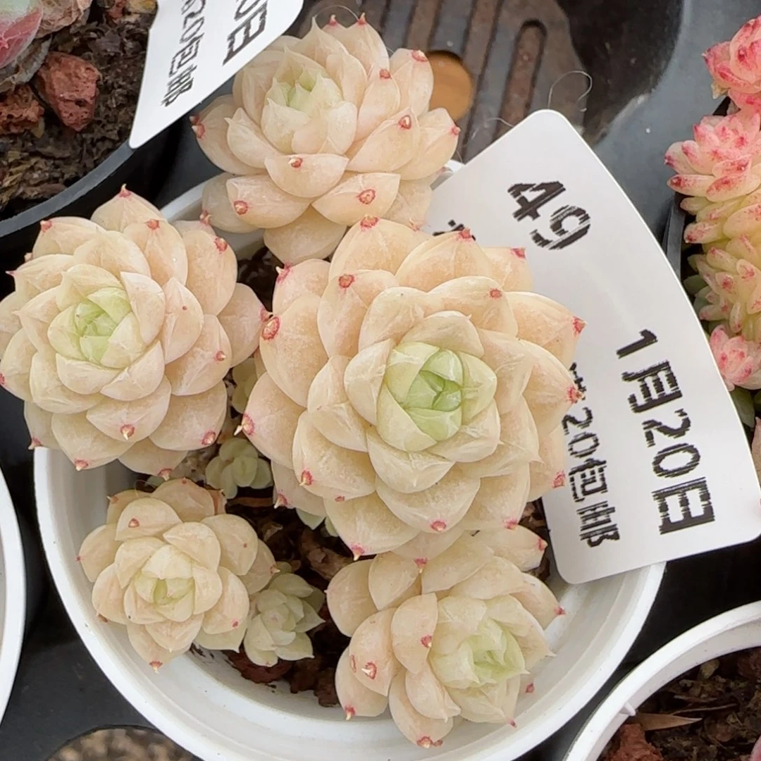 花语逸境0120-49麦秆