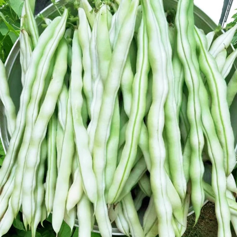 九粒白芸豆种子白不老豆角种子四季农家菜种子老来少豆籽早熟高产