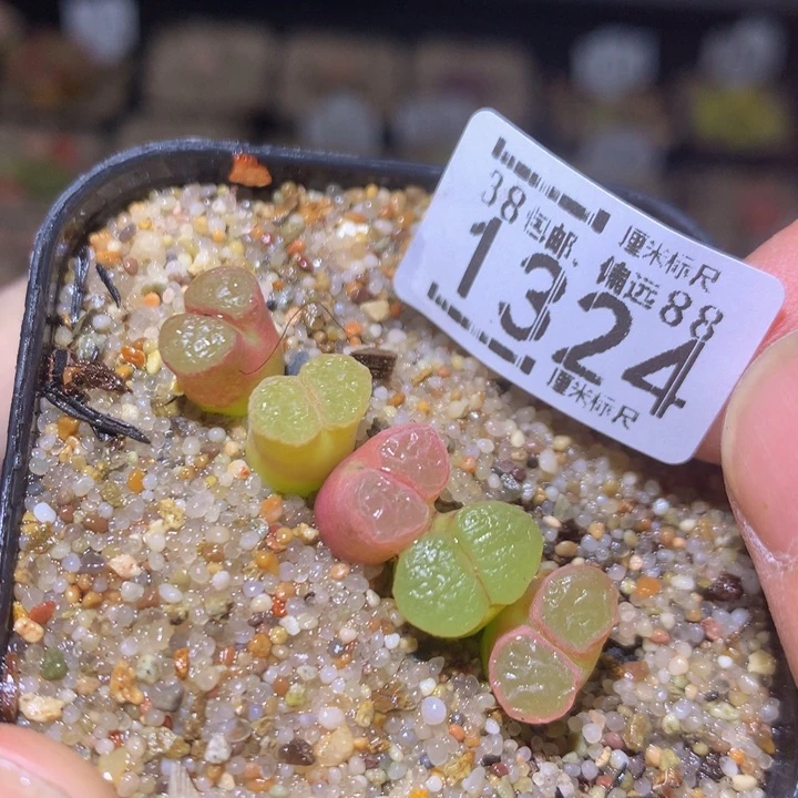 zzz精品生石花1325磁铁