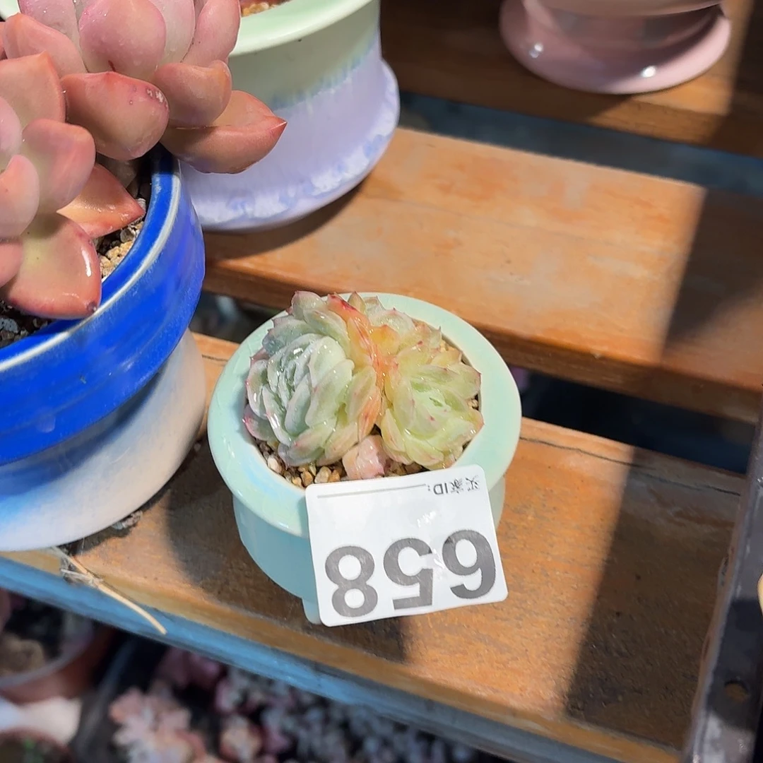 佑***桉西娜多肉带盆发货658