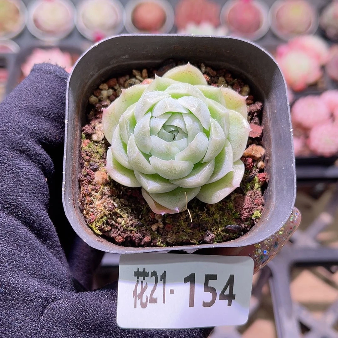花利美21-154麦秆单头