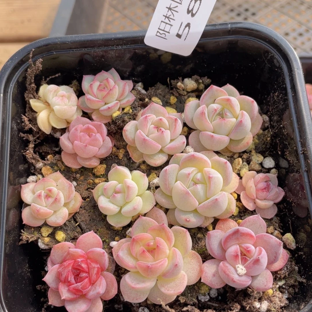 多肉植物多肉植物584