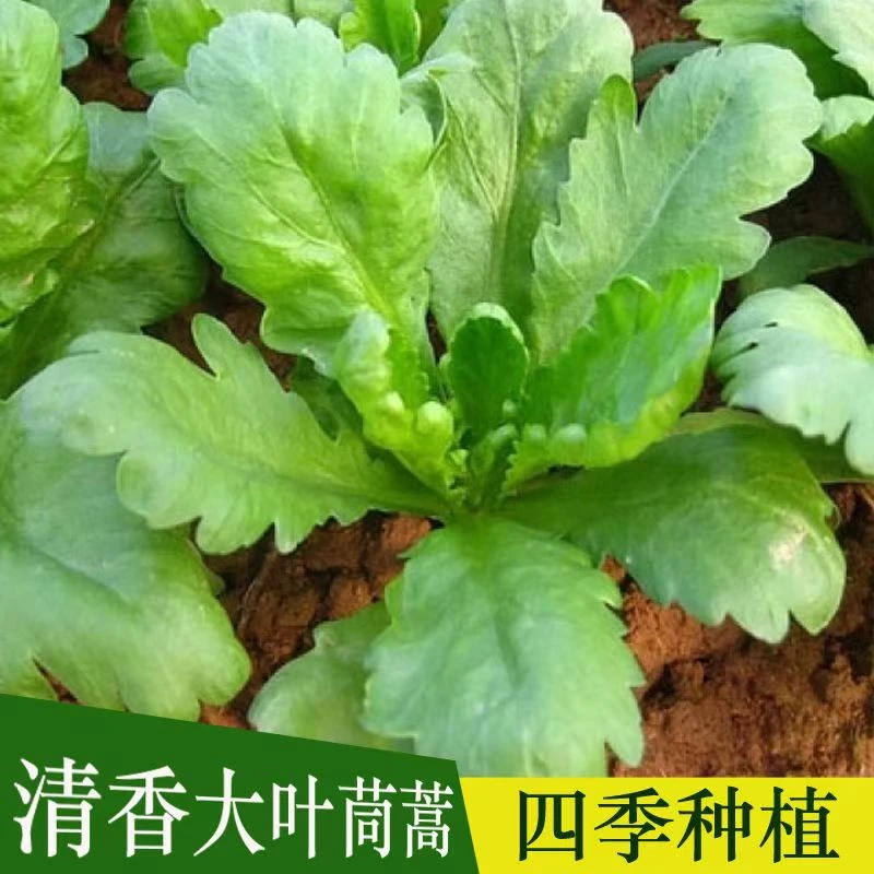 大叶茼蒿种子皇帝菜春季夏秋冬盆栽阳台四季青蔬菜种籽孑现在农家