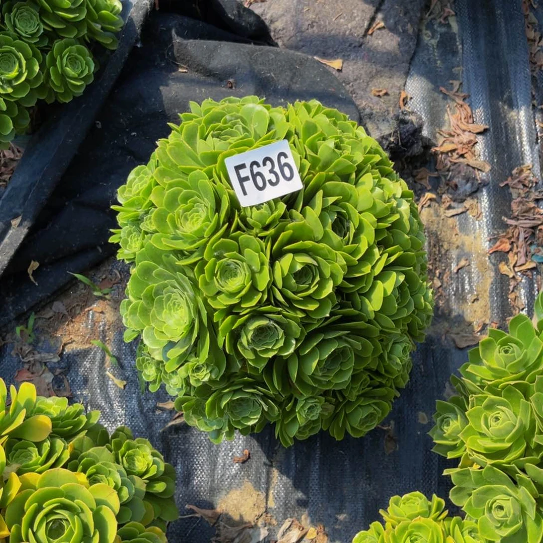 绿杨蓉法师朵朵1-22