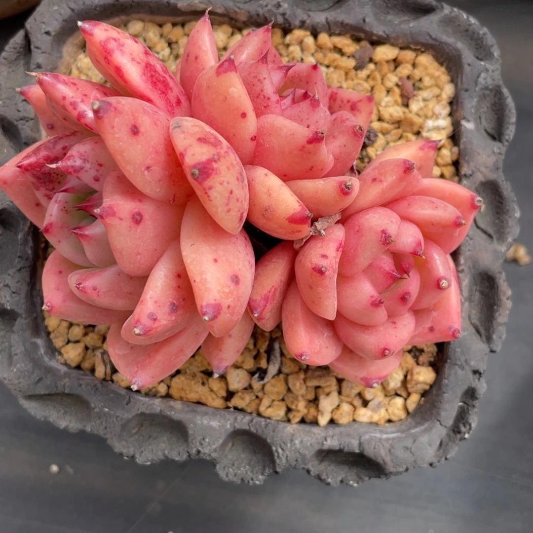 短胖三头红颜蜜语