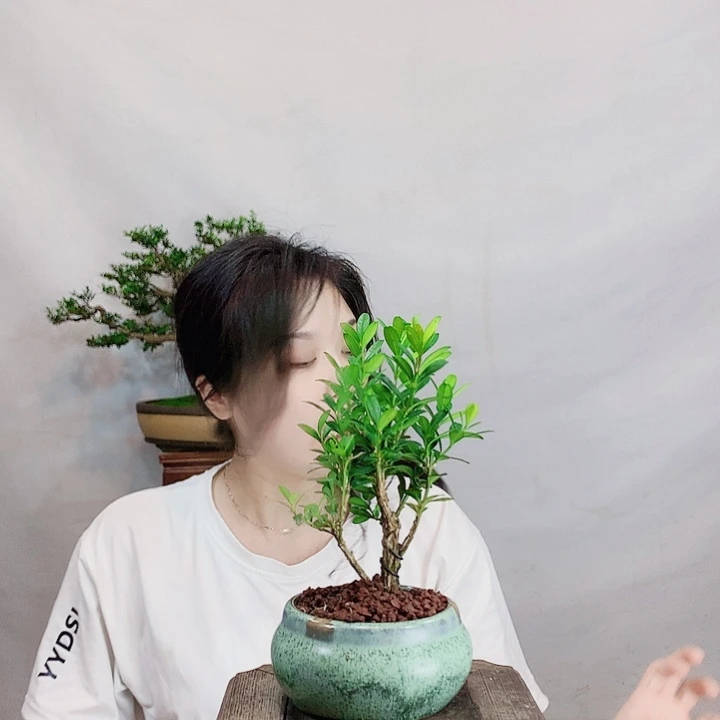 无花朵高*皱皮雀舌黄杨盆景