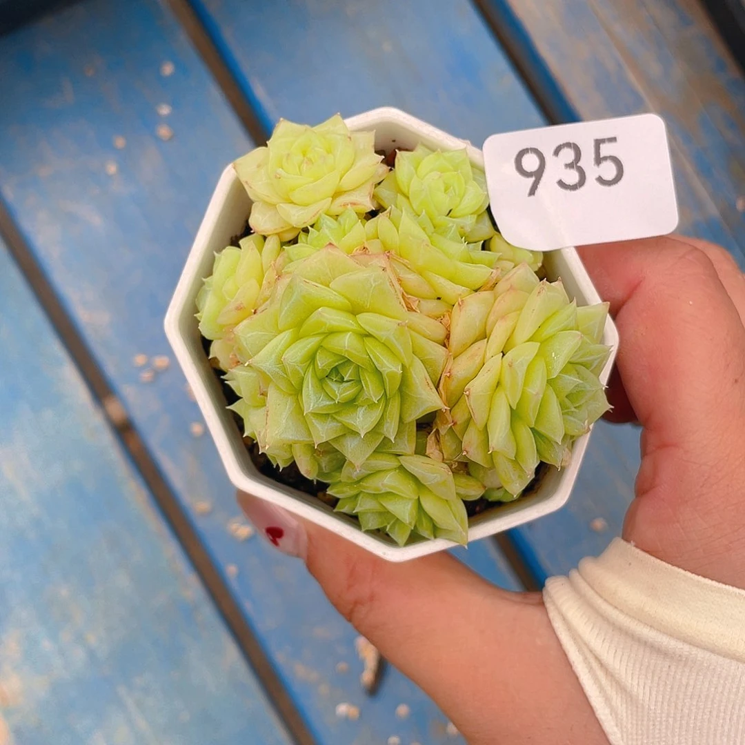 935。 白天鹅。     带