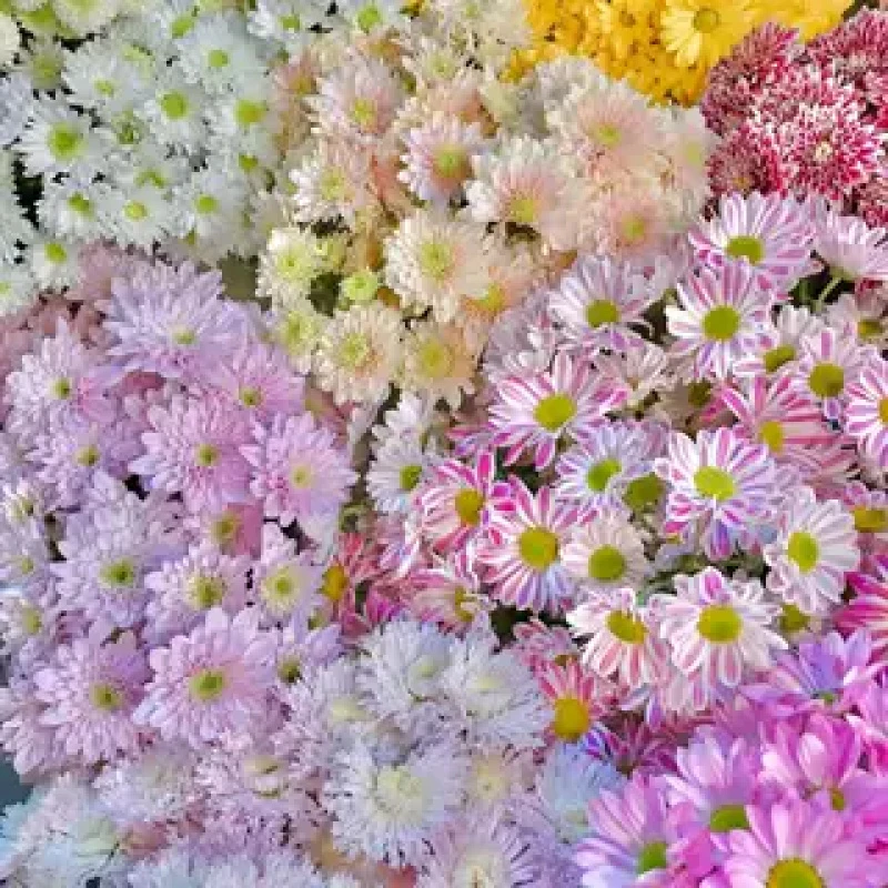 【小菊】精选小菊家居摆放插花云南鲜花优质鲜切花