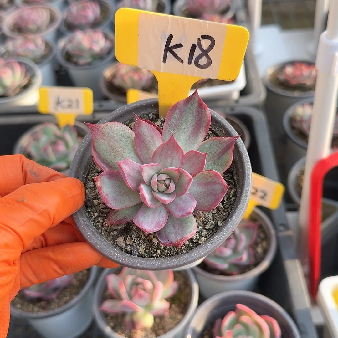 熊***毛K18惊鸿单头多肉