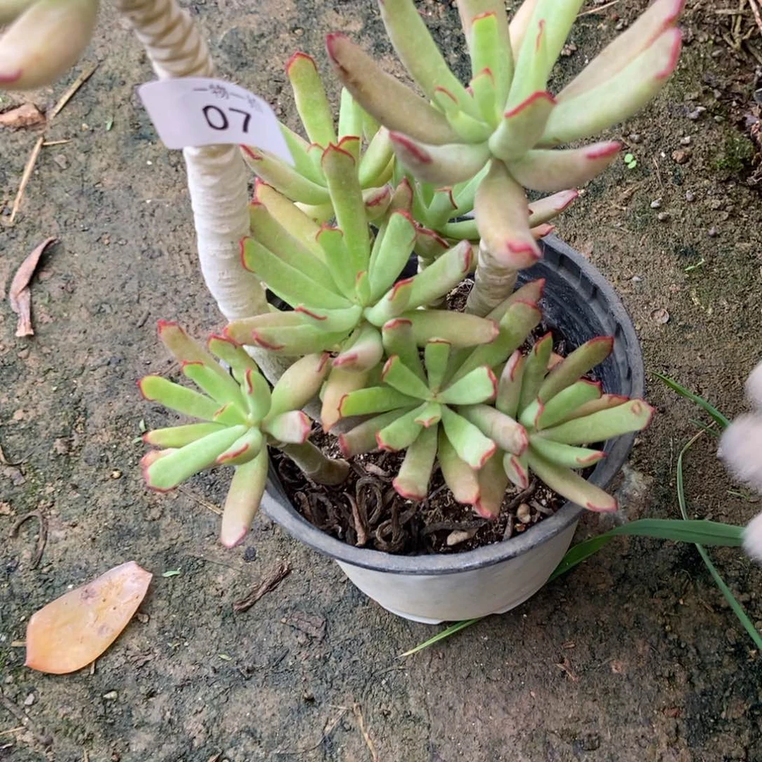 伟***兔07号 一物一拍 一物一拍