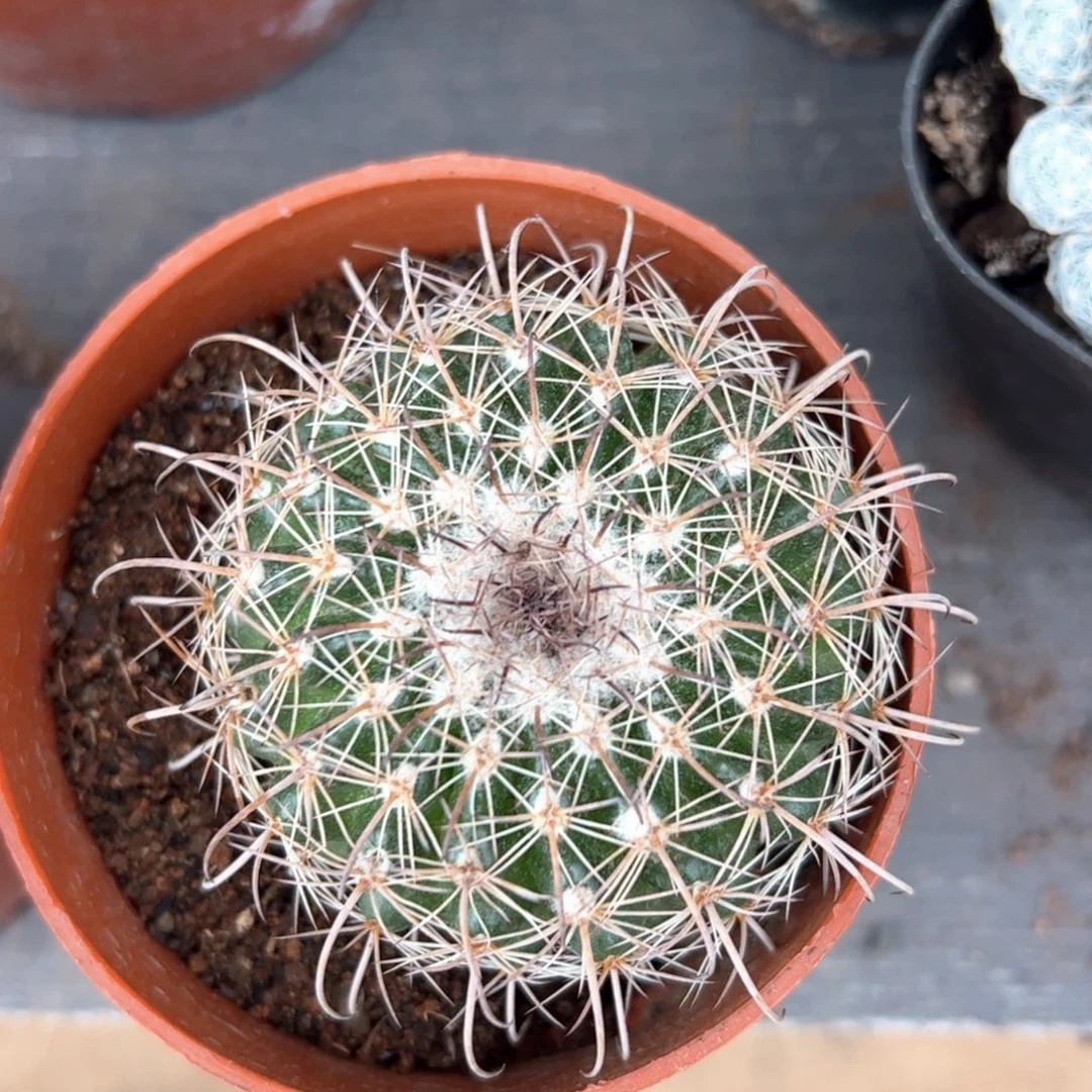 拐***牛啦啦啦啦啦啦啦啦
