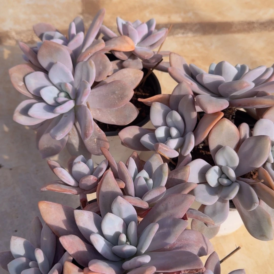 【闪购商品】老桩粉兔3头起9.9