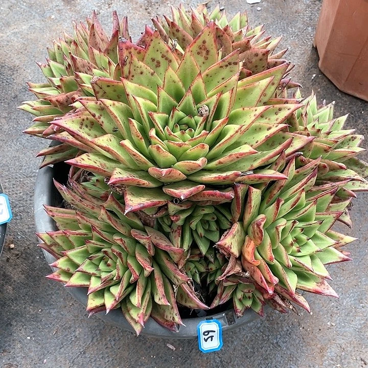 65口红 一物一拍多肉