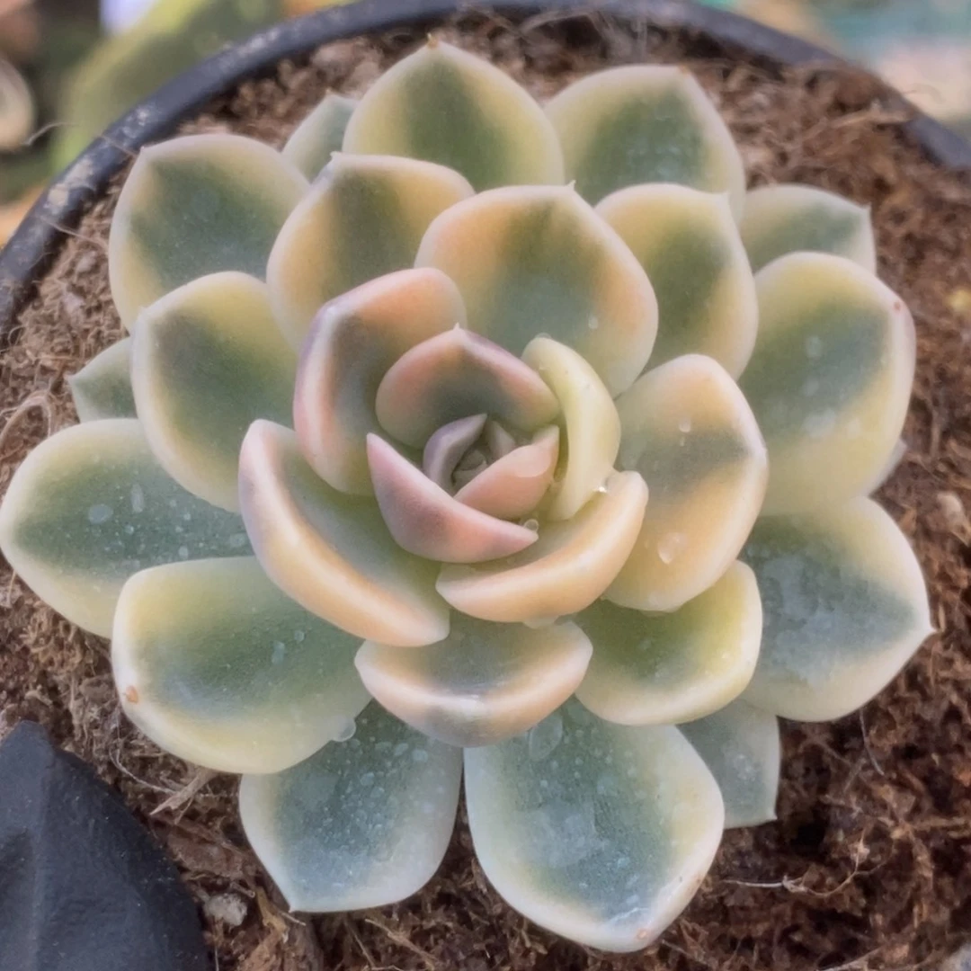 578汉堡锦锦锦锦锦锦锦