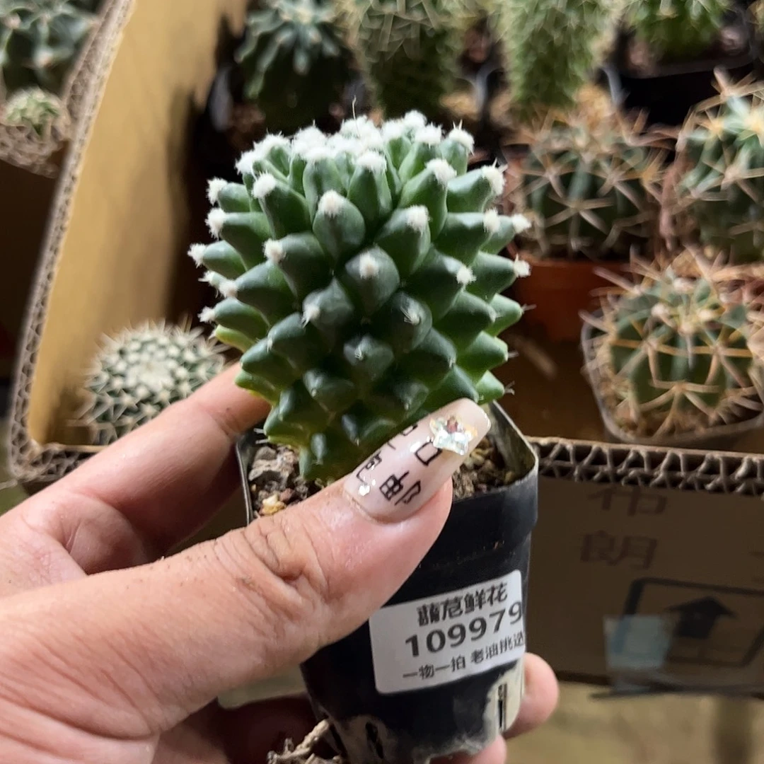 *****9979一物一拍单头发