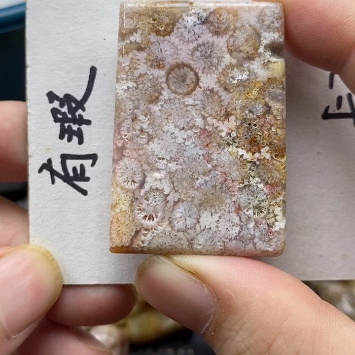 颈饰未镶嵌硅化珊瑚（珊瑚玉）