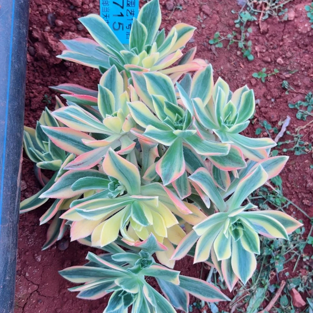 枫叶2715多肉植物