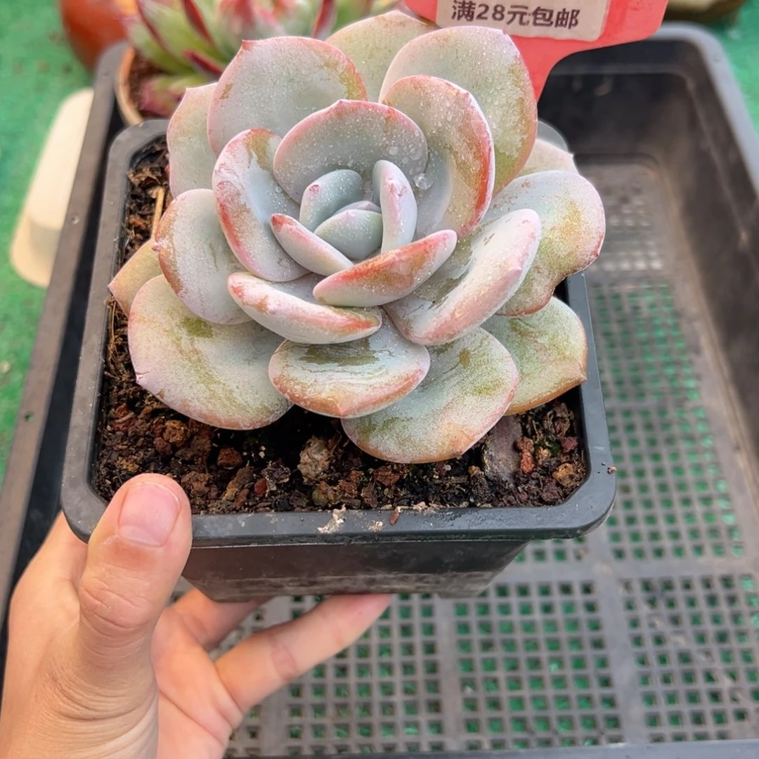 表妹精品多肉植物726.