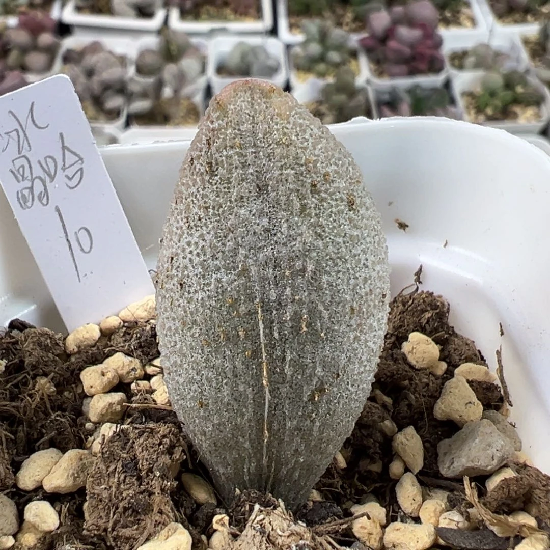 首单福利多肉植物水泡