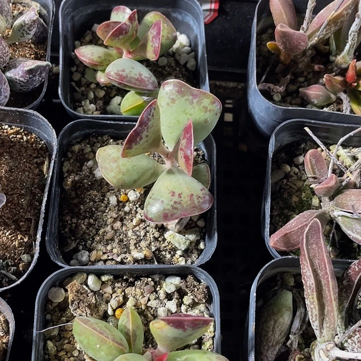 爱心水泡带哦土发