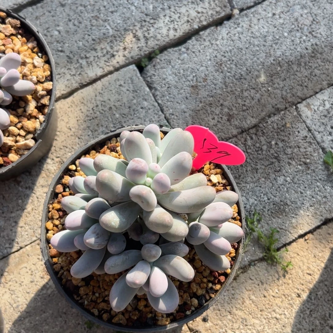 九**五多肉植物一物一拍