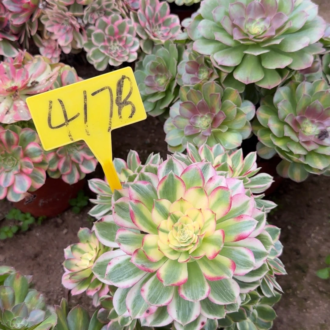 4178--海王多肉植物