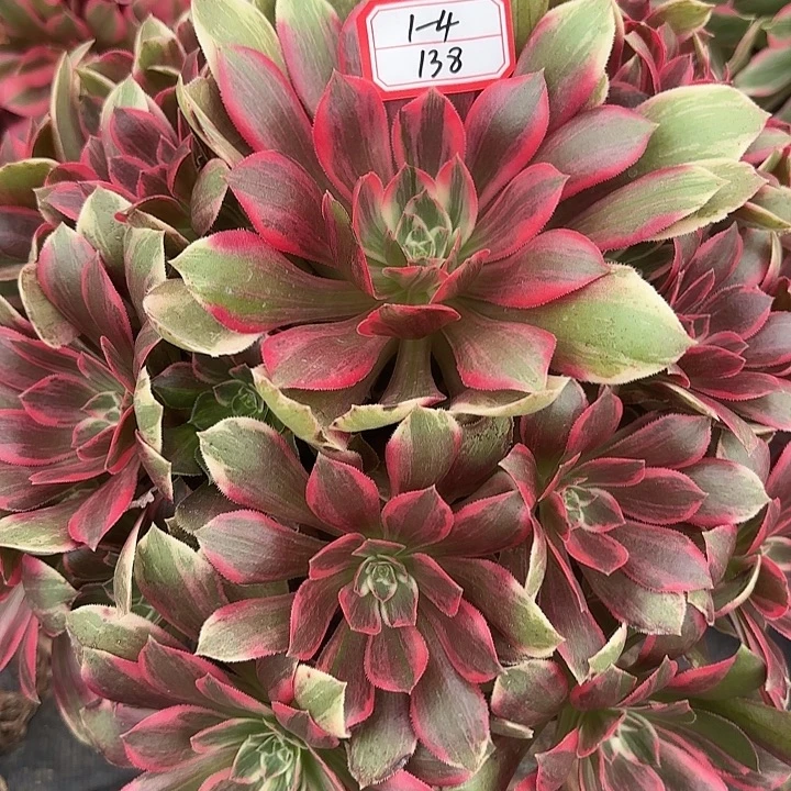 浣纱多肉法师不包损138