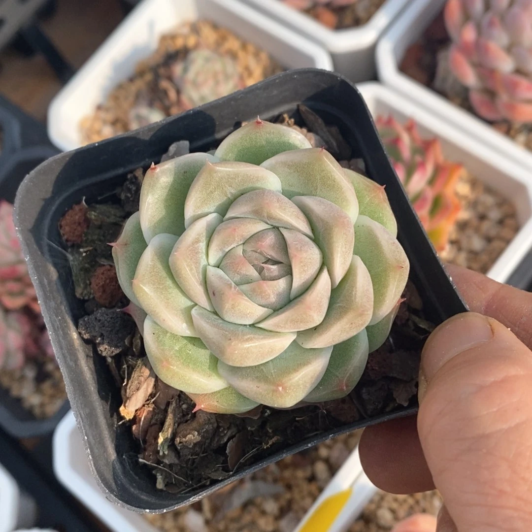 精品多肉一物一拍不包整54