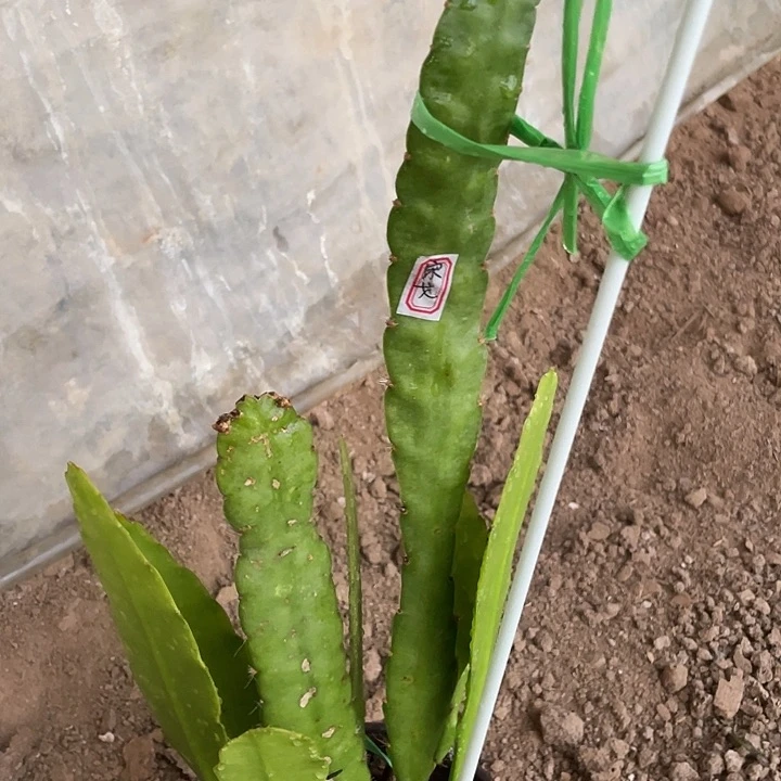 宋*令箭荷花盆栽55号