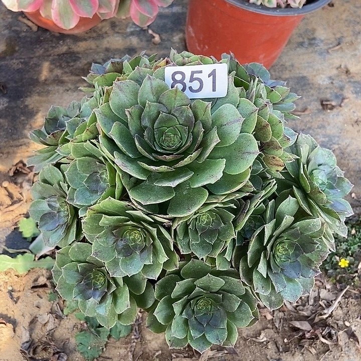 万拉丝多肉851多肉不包断