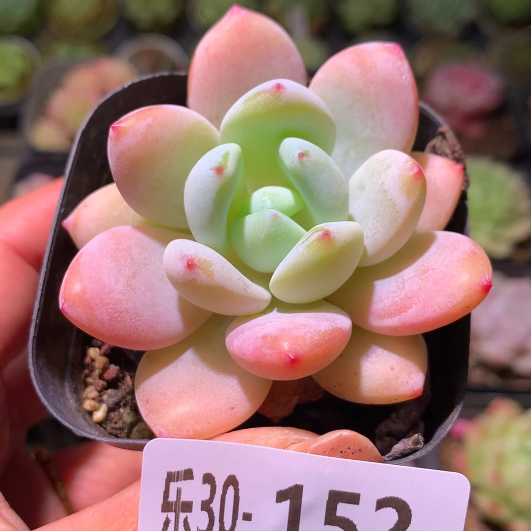 乐然30-152 小肥莲